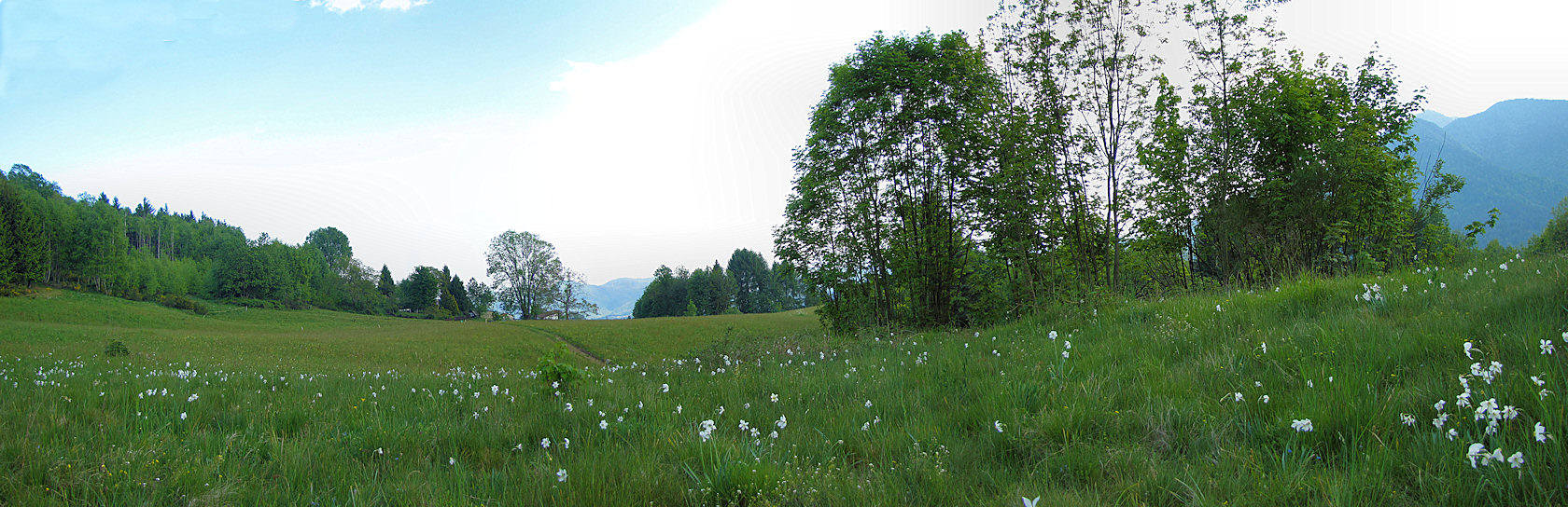 pascolo alpino